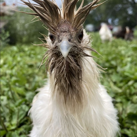 Meet your Posher, Kiersten - Picture 1 of 1